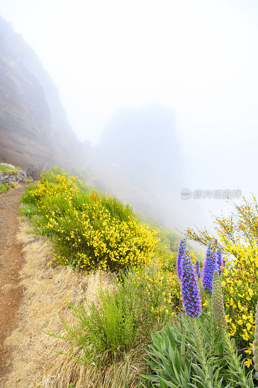 骄傲的马德拉花与云在马德拉岛的山在Pico do ariiro